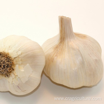 White Garlics Planter of 2021 Crops